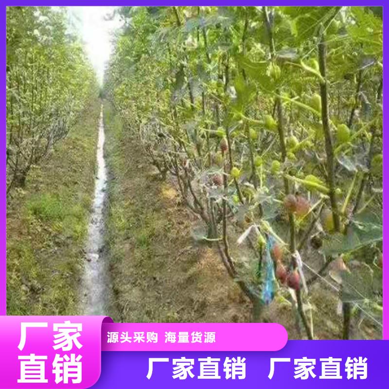 【无花果】翠冠梨苗经验丰富质量放心