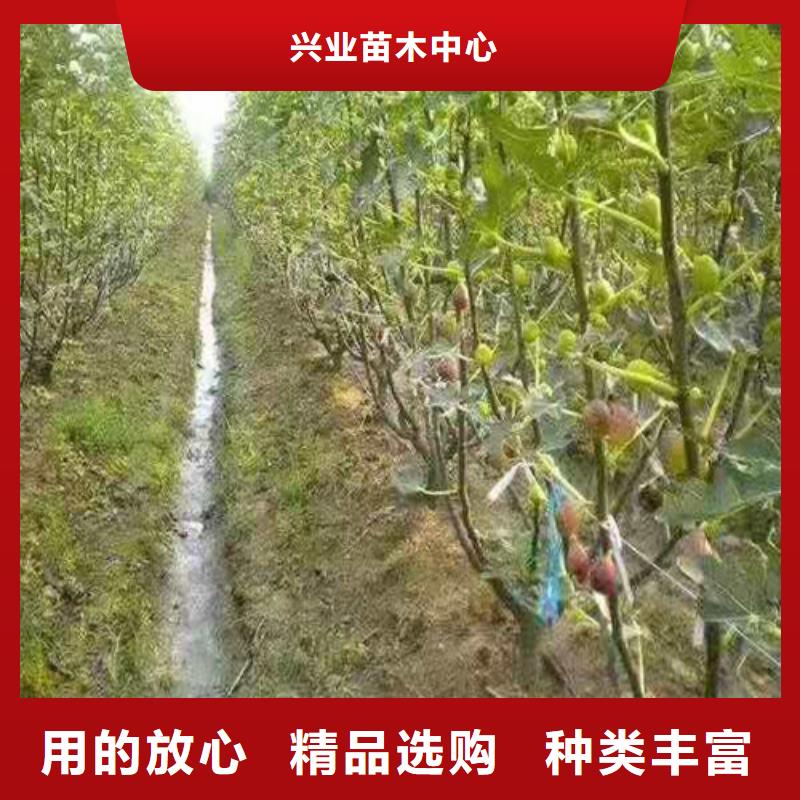 无花果猕猴桃苗源头厂家来图定制