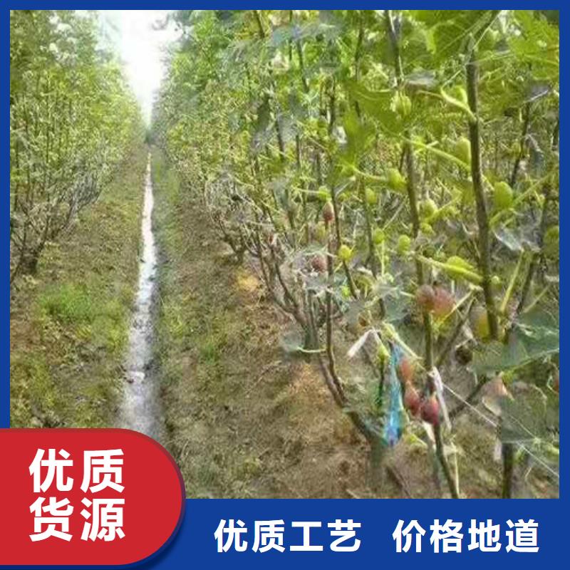 无花果【梨树苗】品质有保障