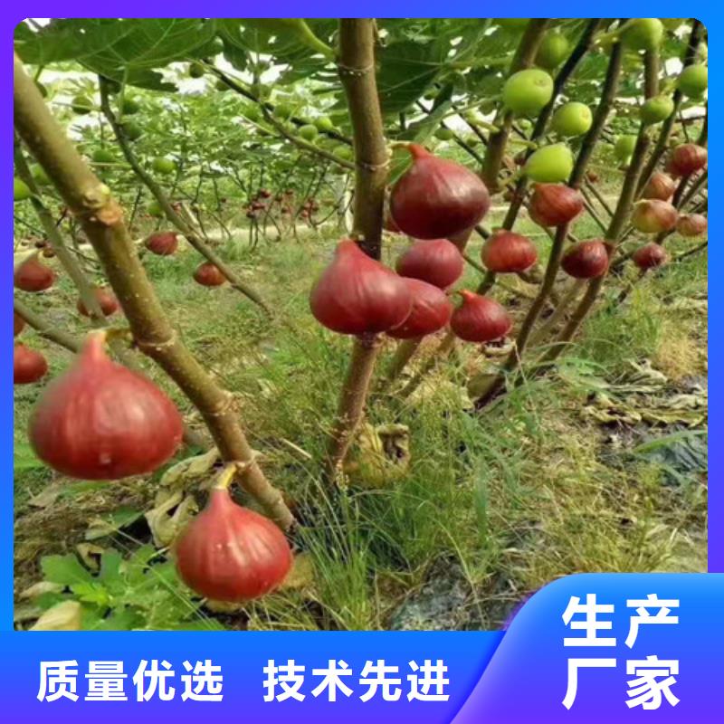 【无花果】翠冠梨苗现货充裕