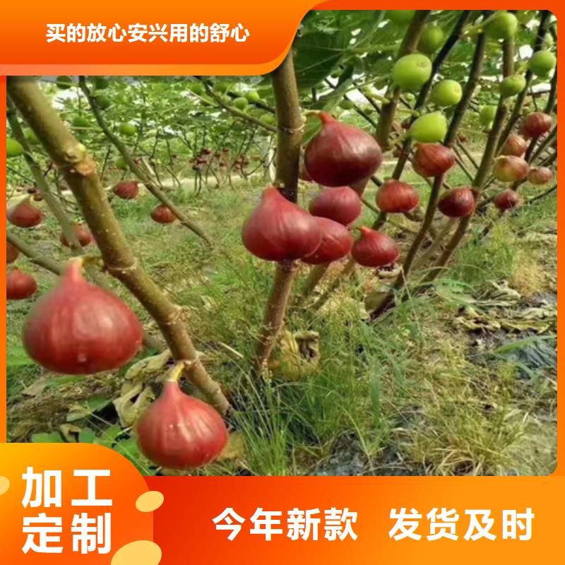 无花果梨树苗用心做品质