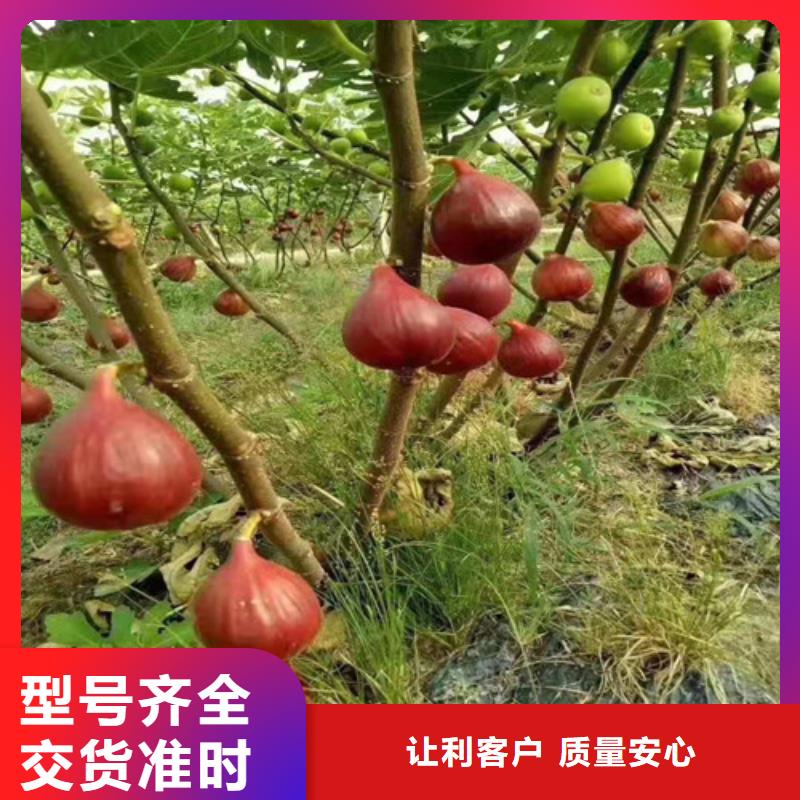 无花果_1公分杏树苗现货供应