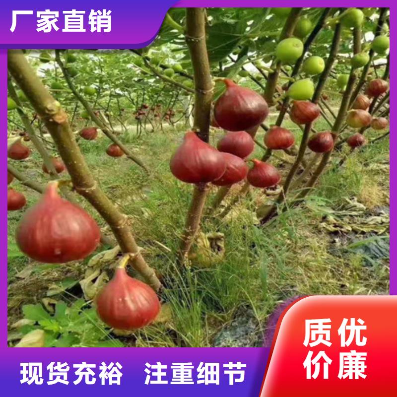 无花果葡萄苗工程施工案例