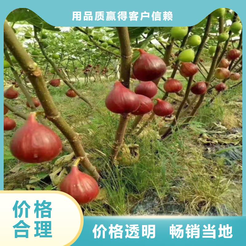 无花果草莓苗出厂严格质检