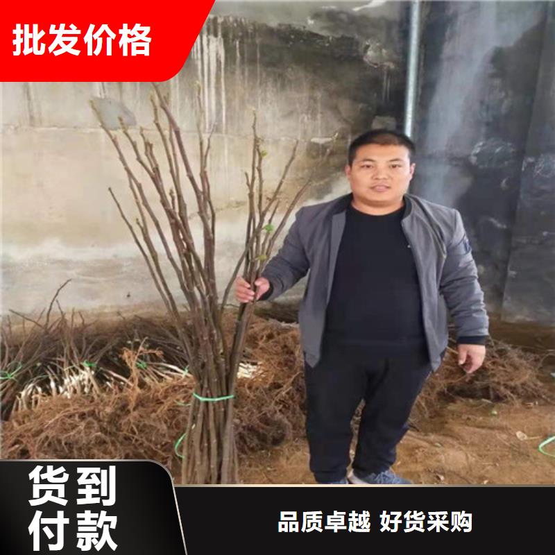 无花果草莓苗按需设计