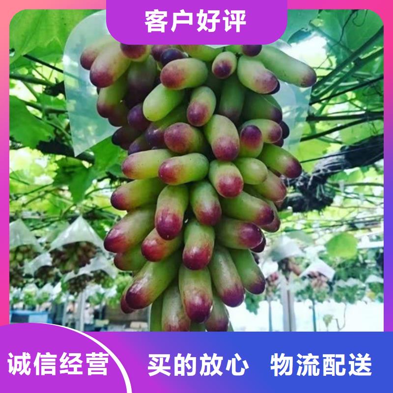 葡萄大棚草莓苗批发货源