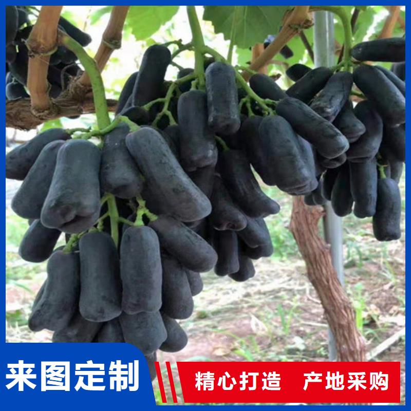 葡萄樱桃树苗批发价格