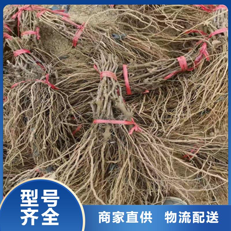 葡萄_大棚草莓苗加工定制