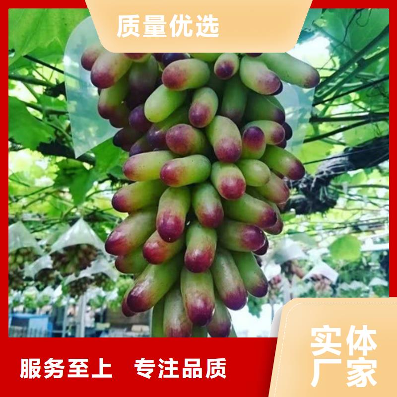 葡萄【鲁樱三号樱桃】每个细节都严格把关