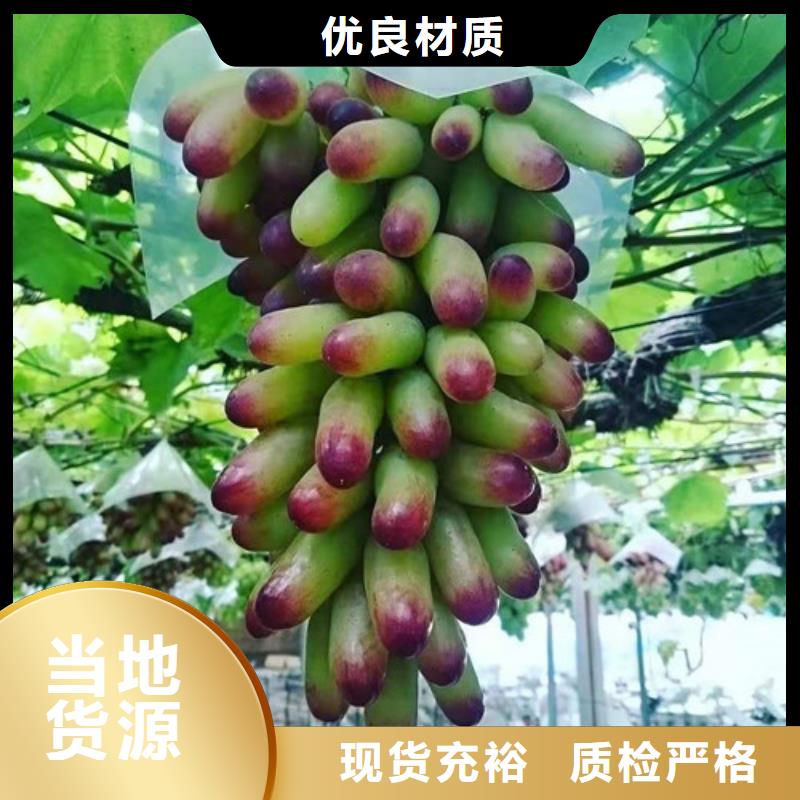 葡萄_大棚草莓苗加工定制