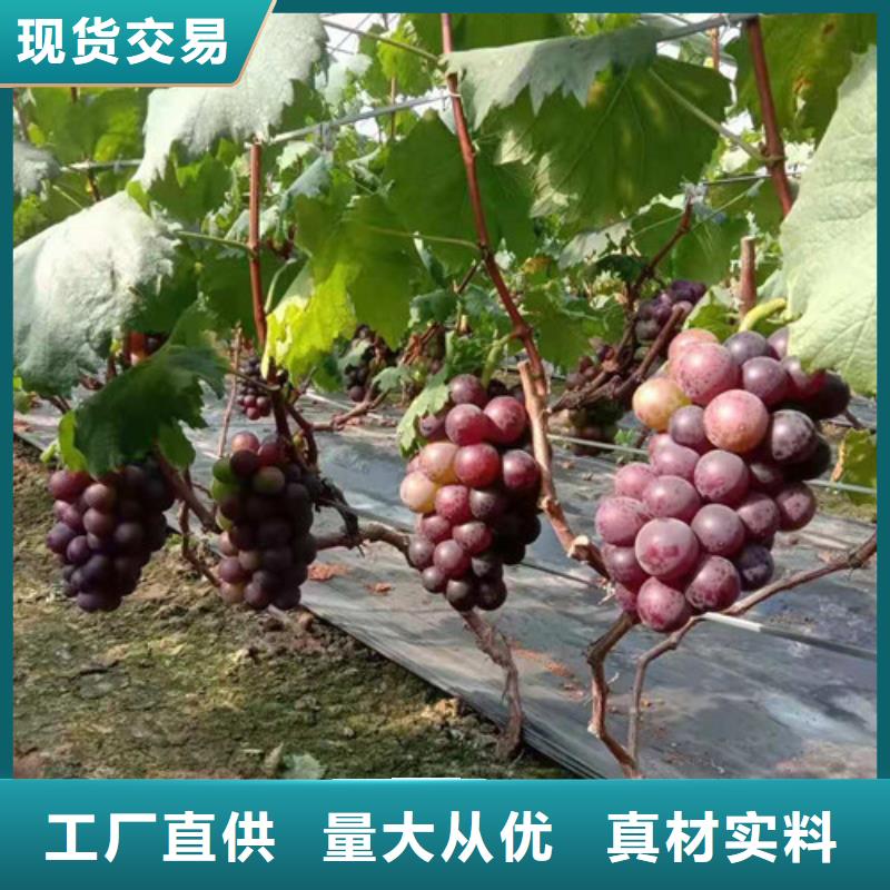 葡萄大棚草莓苗型号全价格低