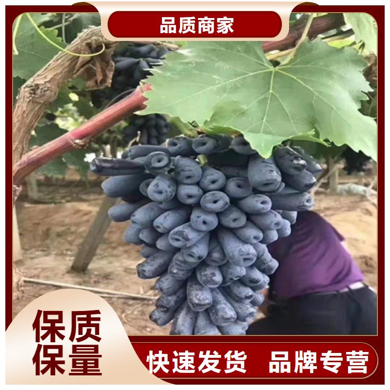 葡萄_【烟福8苹果苗】源头工厂