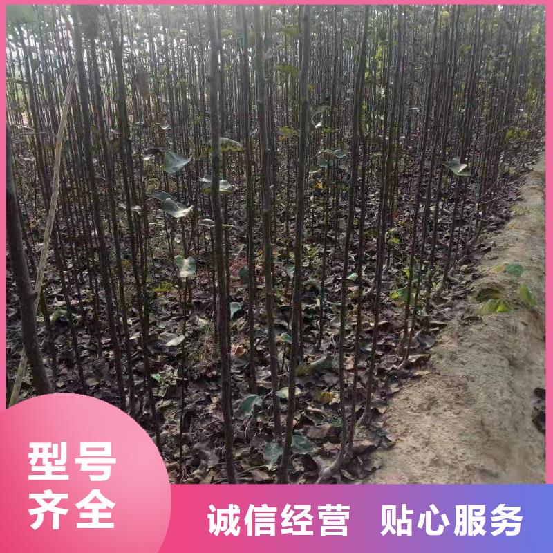 梨-【奥红全红梨树苗】支持定制贴心售后