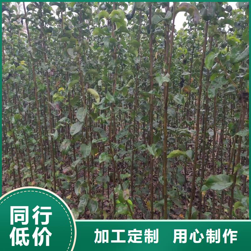 梨-【奥红全红梨树苗】支持定制贴心售后