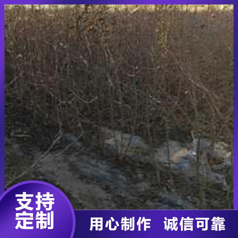 杜梨_山桃苗的简单介绍