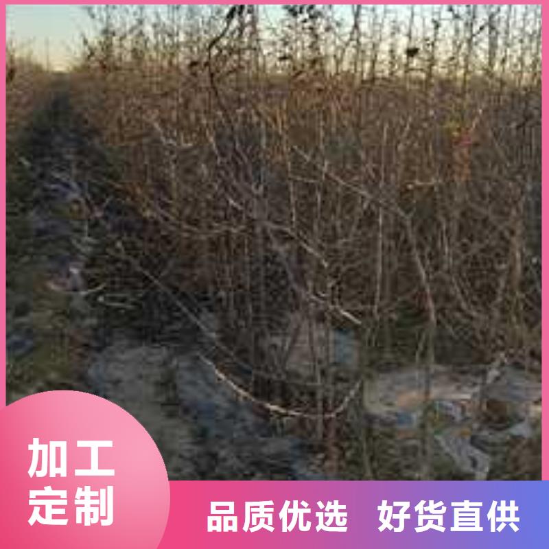 杜梨梨树苗基地厂家直销省心省钱