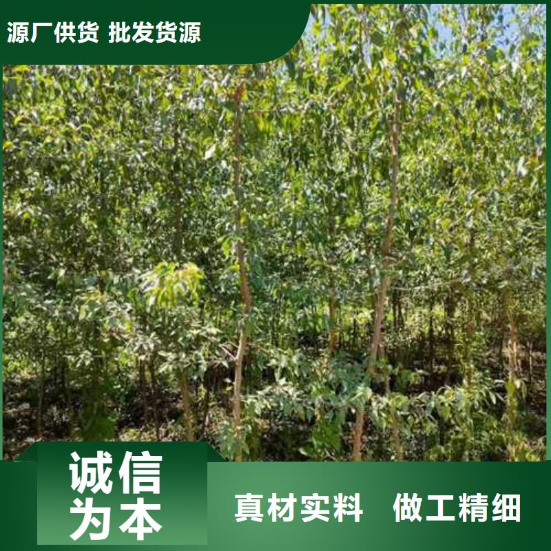 【杜梨】新梨7号梨树苗厂家直销值得选择