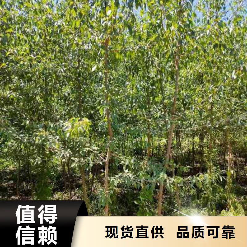 杜梨,梨树苗基地客户信赖的厂家