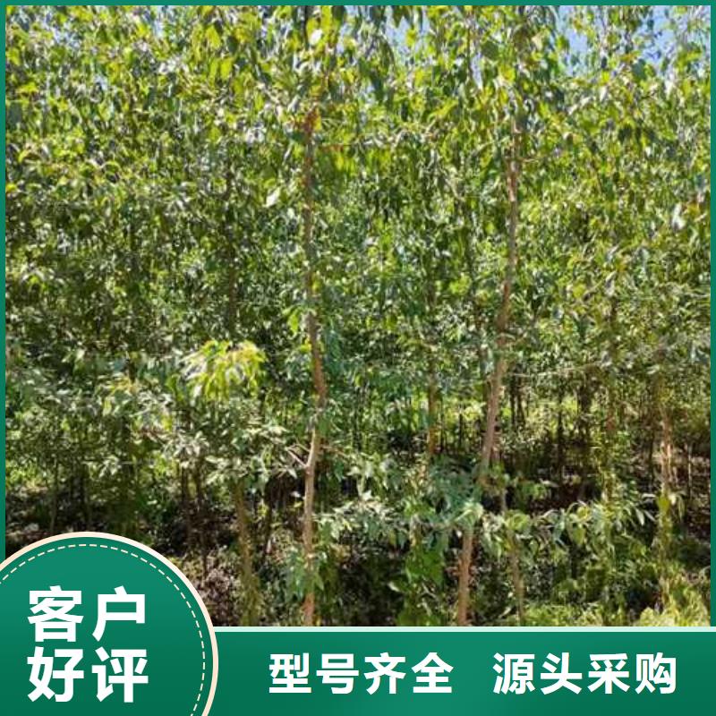 杜梨【梨树苗基地】工厂批发