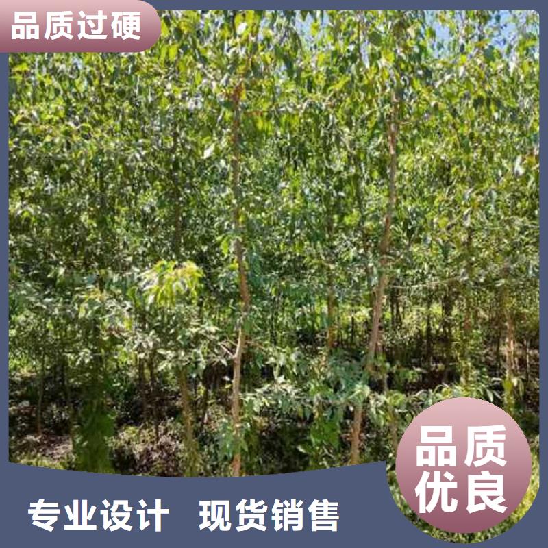 杜梨梨树苗基地商家直供