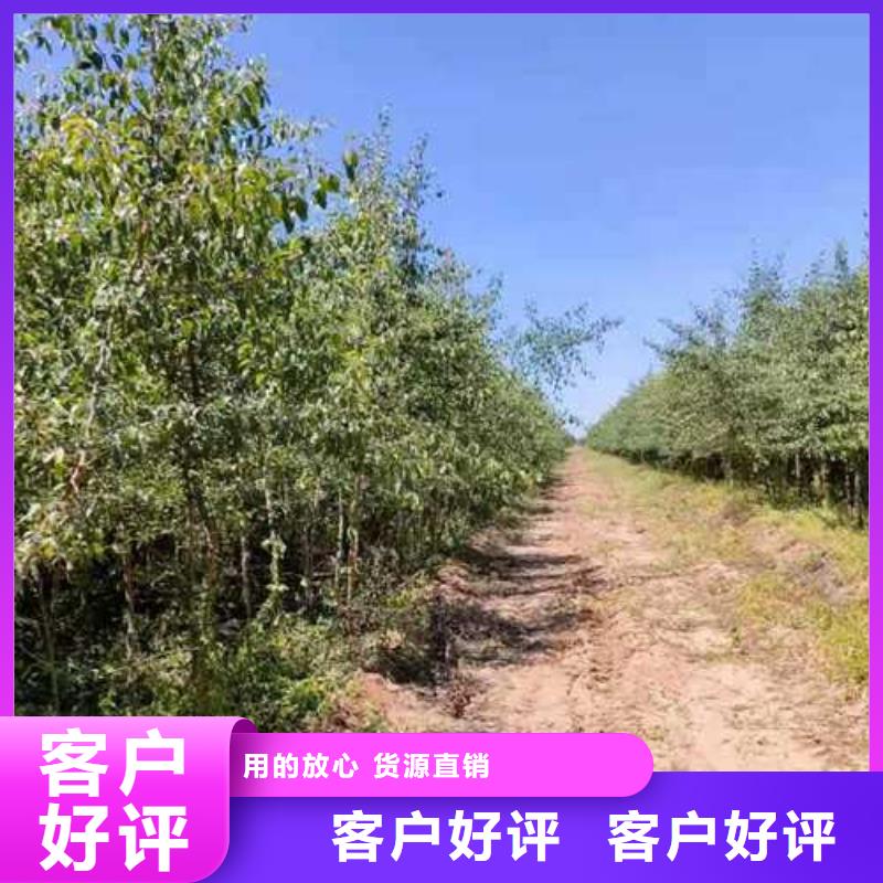 杜梨黄冠梨树苗把实惠留给您