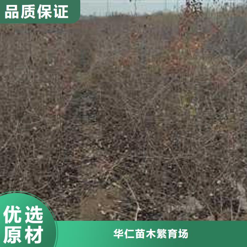 杜梨【梨树苗基地】工厂批发