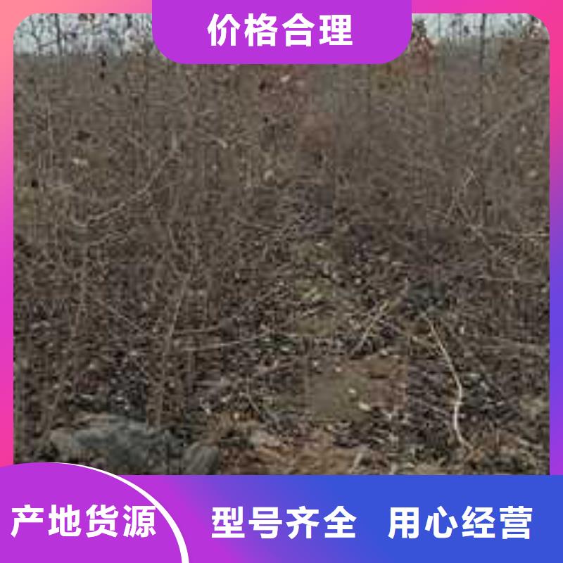 杜梨【玉露香梨树苗】厂家直营