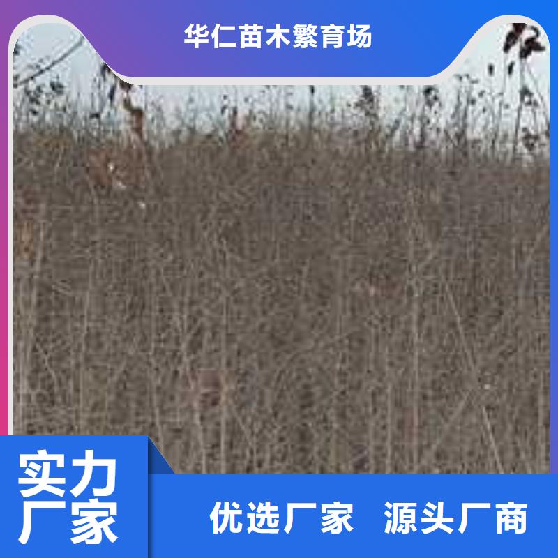 杜梨【玉露香梨树苗】厂家直营