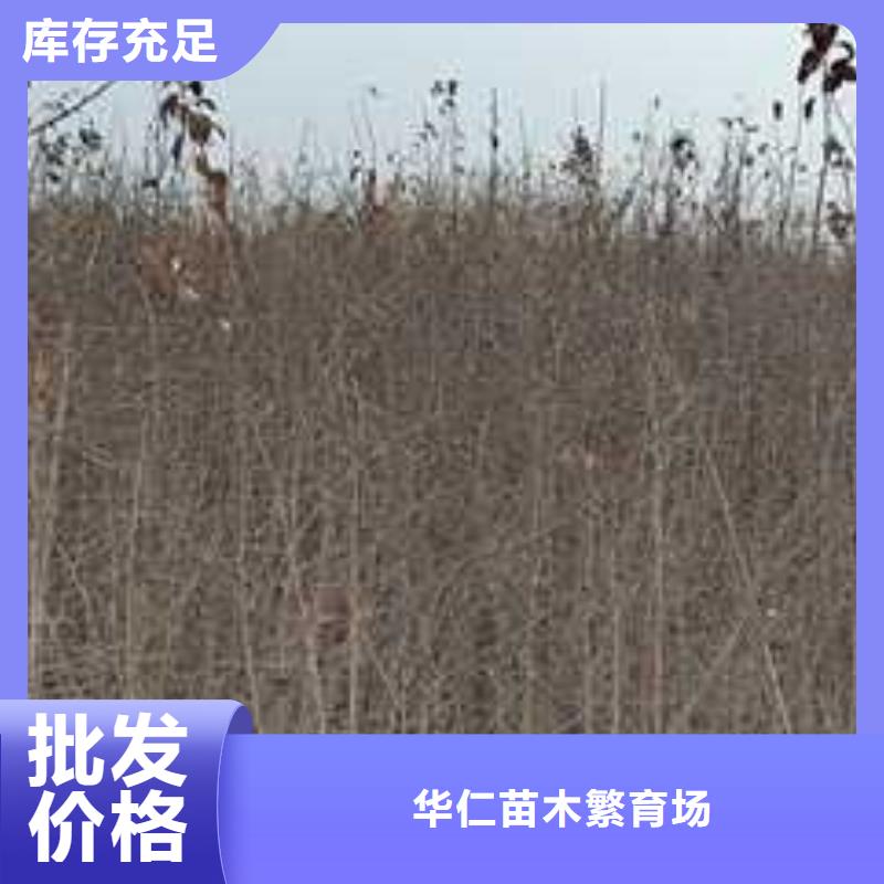 杜梨海棠苗量大从优