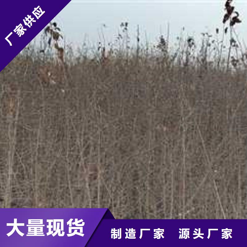 杜梨-山桃苗讲信誉保质量