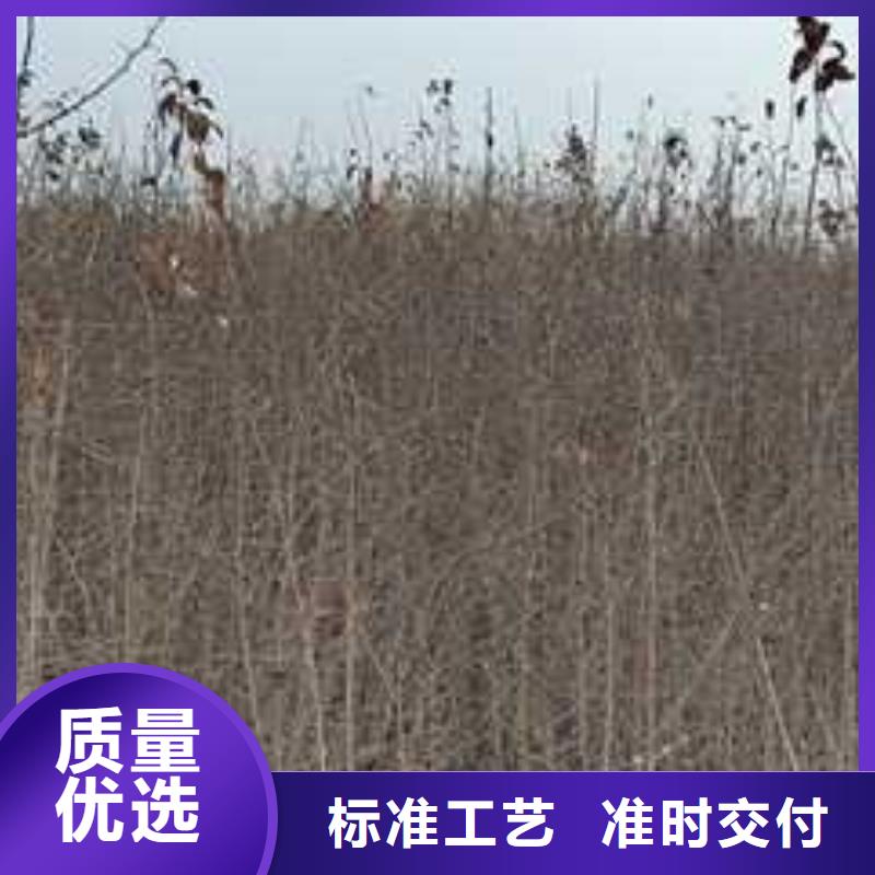 杜梨-山桃苗讲信誉保质量