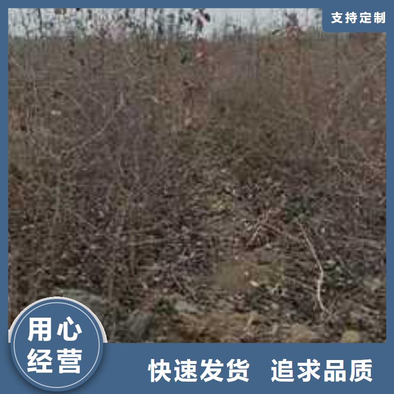 杜梨梨树苗基地商家直供