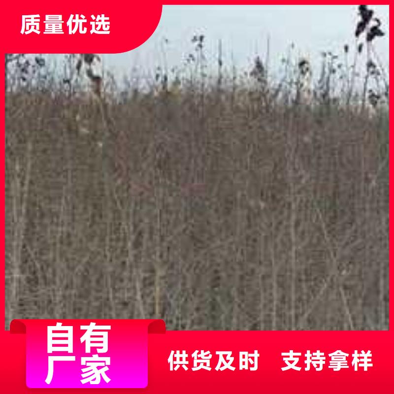 杜梨杜梨苗设计合理