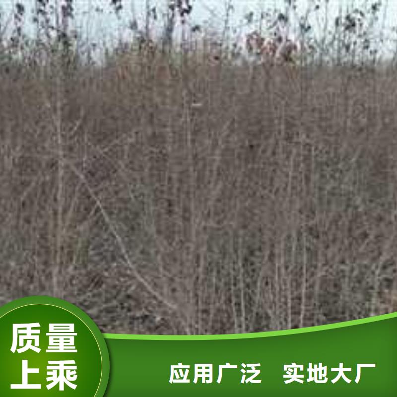 杜梨梨树苗基地厂家直销省心省钱