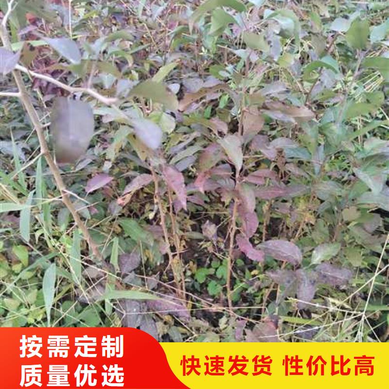 杜梨梨树苗基地服务周到