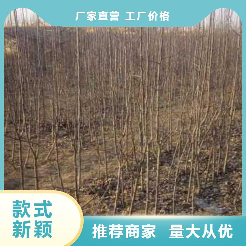 杜梨【梨树苗基地】工厂批发