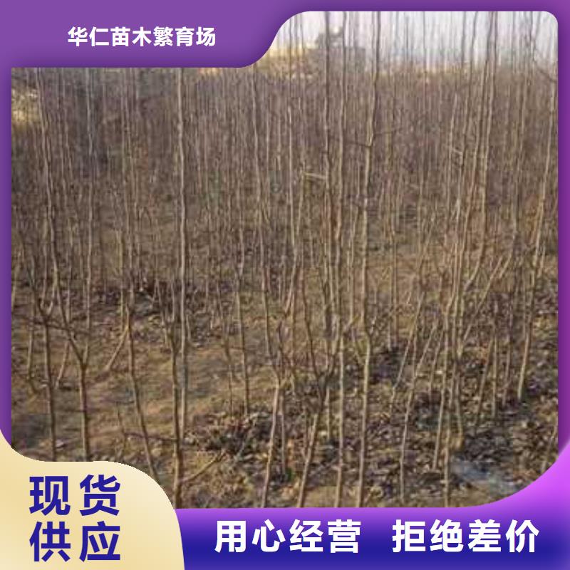 杜梨【梨树苗基地】用好材做好产品