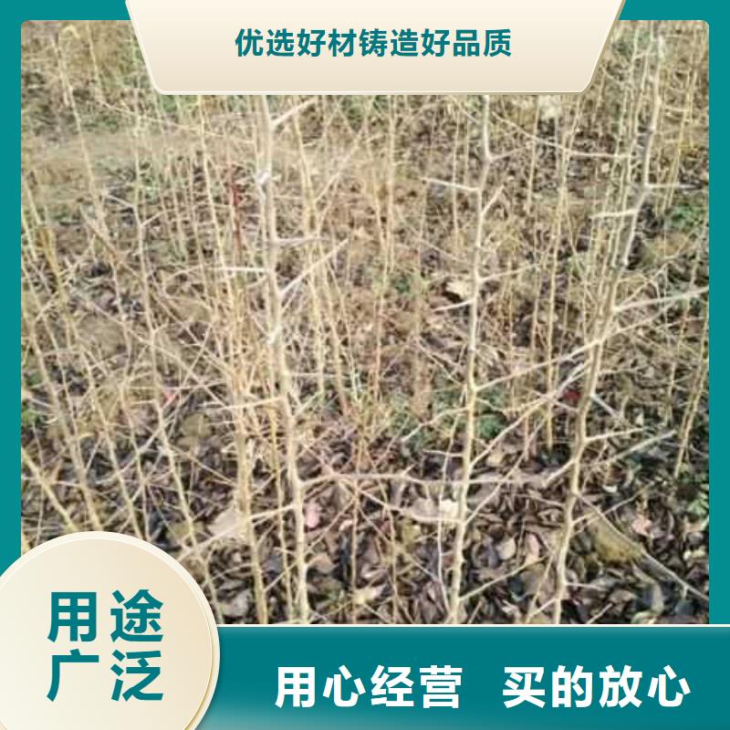 杜梨【梨树苗基地】工厂批发