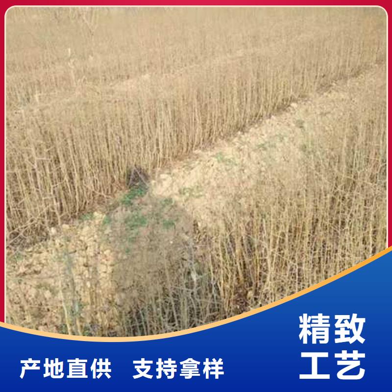 杜梨梨树苗基地商家直供