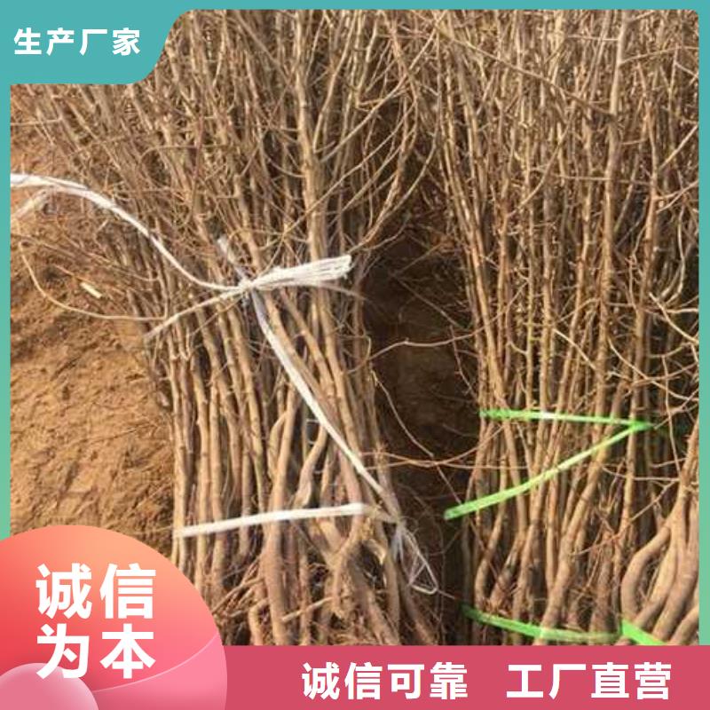 杜梨_山桃苗的简单介绍