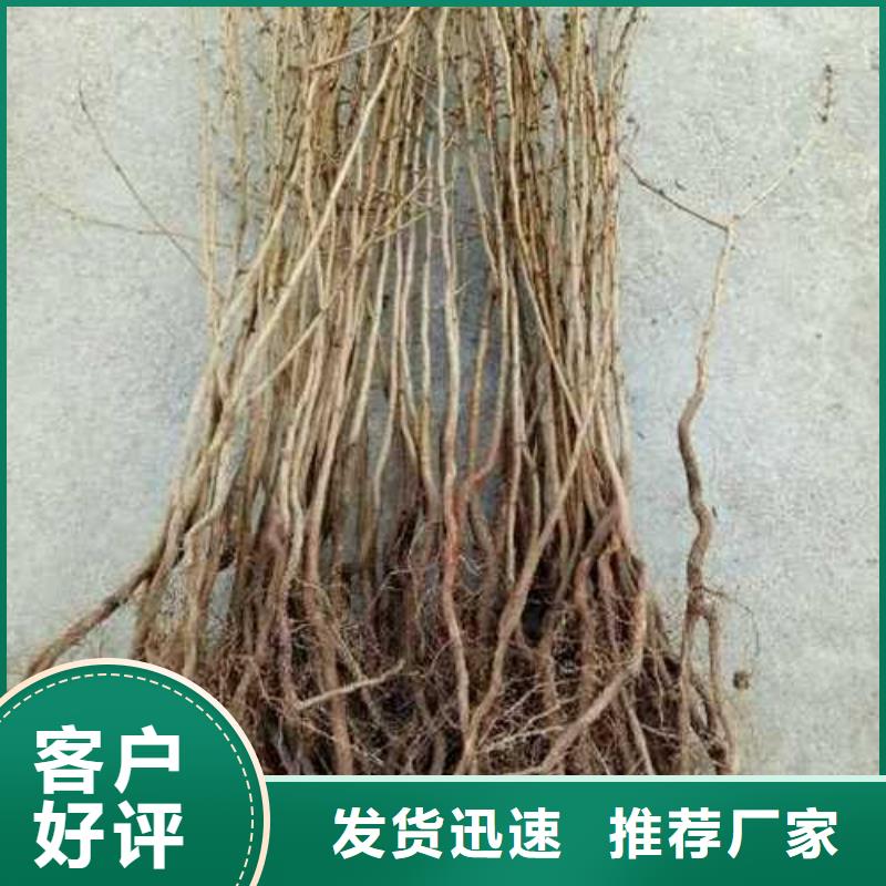 【杜梨,新梨7号梨树苗实力优品】