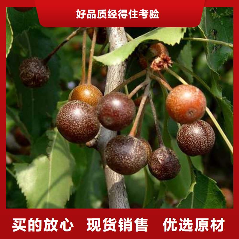 【杜梨,新梨7号梨树苗实力优品】