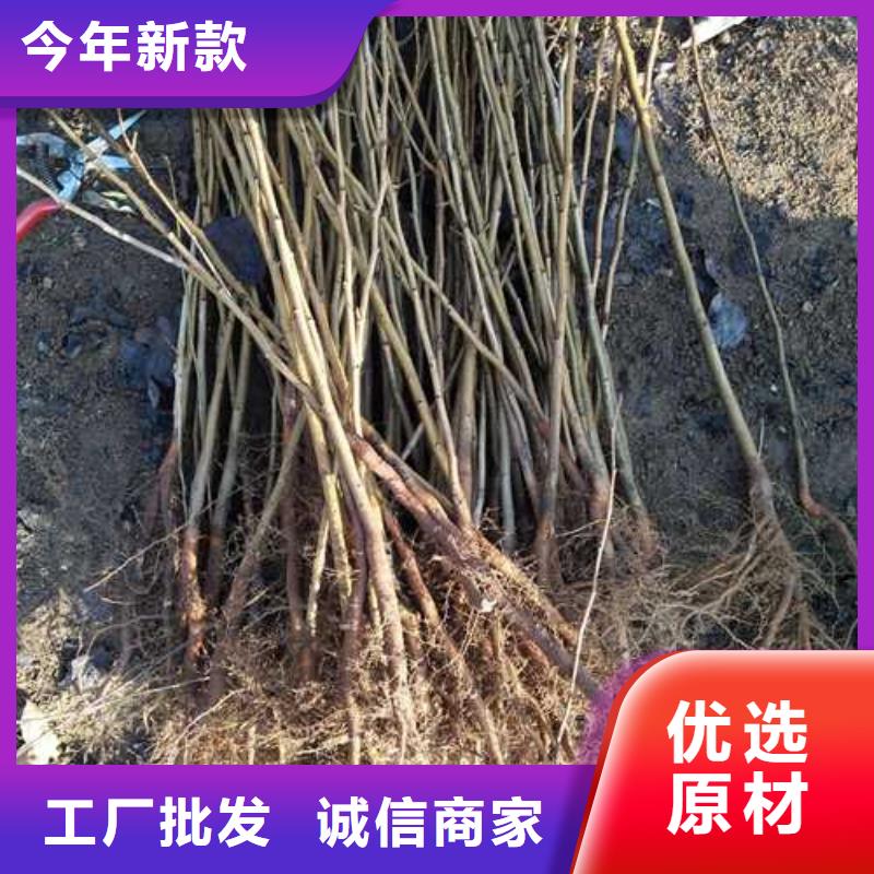 杜梨_山桃苗的简单介绍