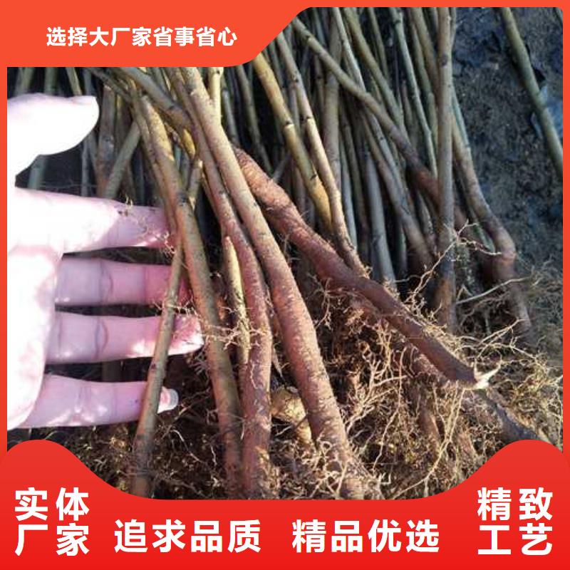 杜梨_瑞蟠101桃树苗价格实惠