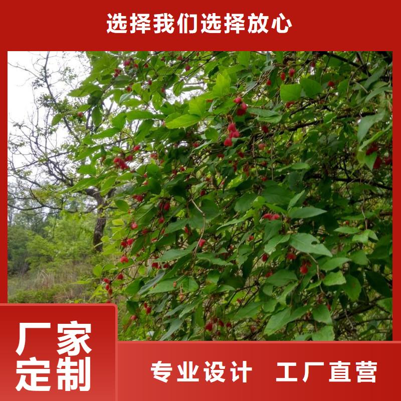 杈杷果梨树苗适用范围广