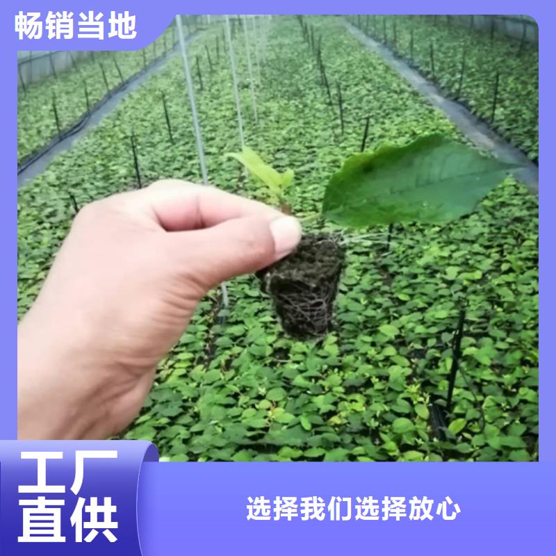 北美冬青无花果苗厂家质量过硬