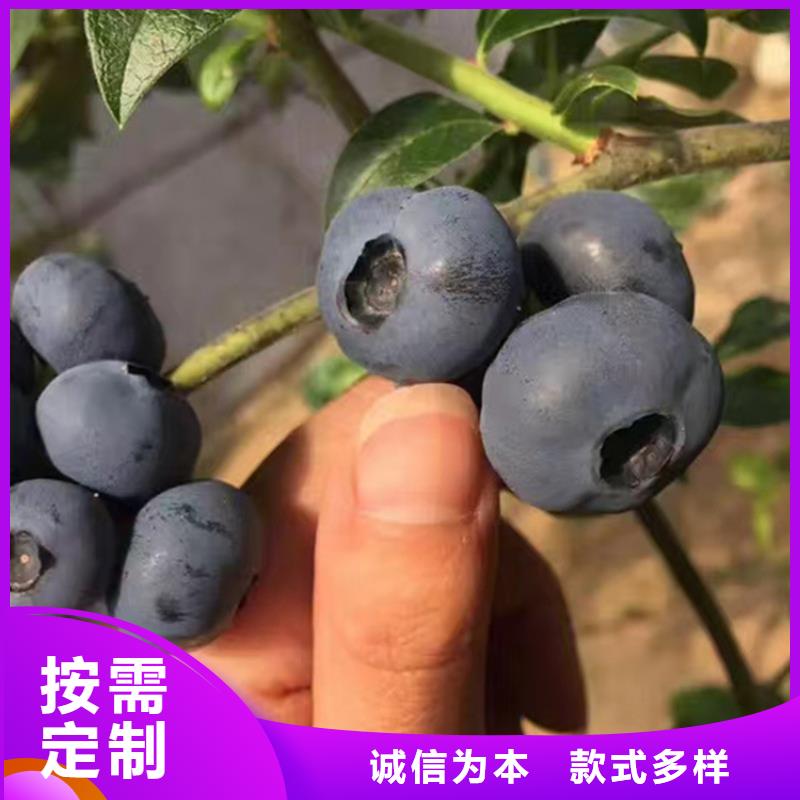 蓝莓苗樱桃苗用途广泛