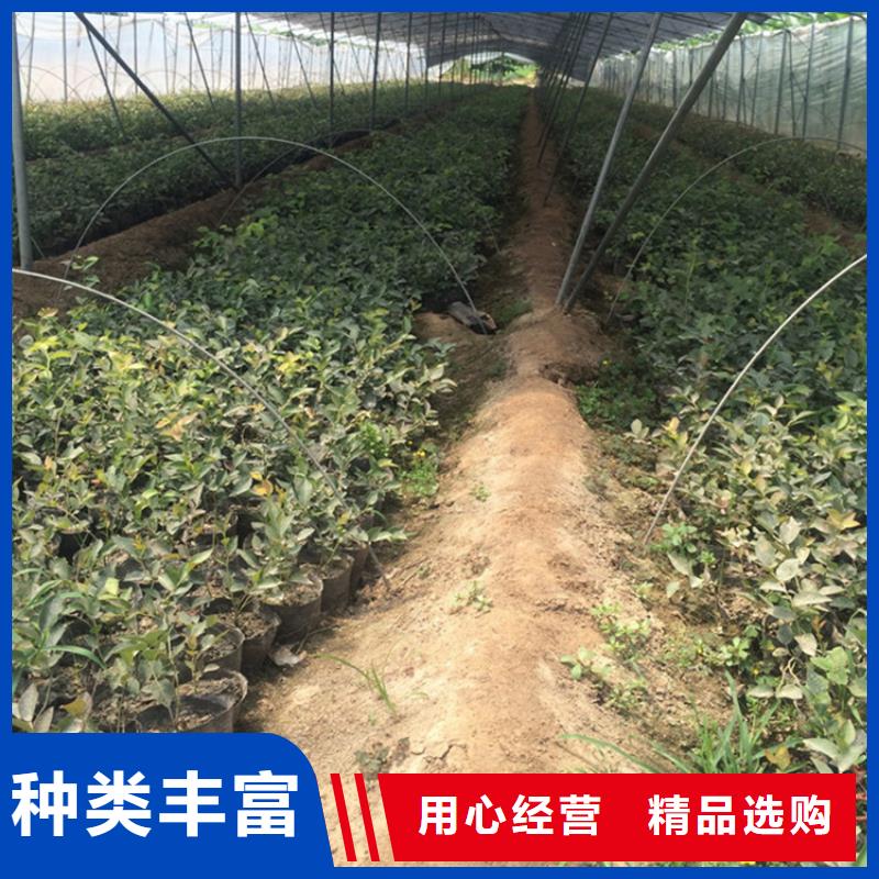 蓝莓苗3公分石榴苗量大从优