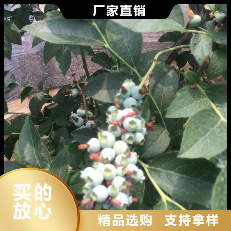 蓝莓苗_石榴树经验丰富质量放心