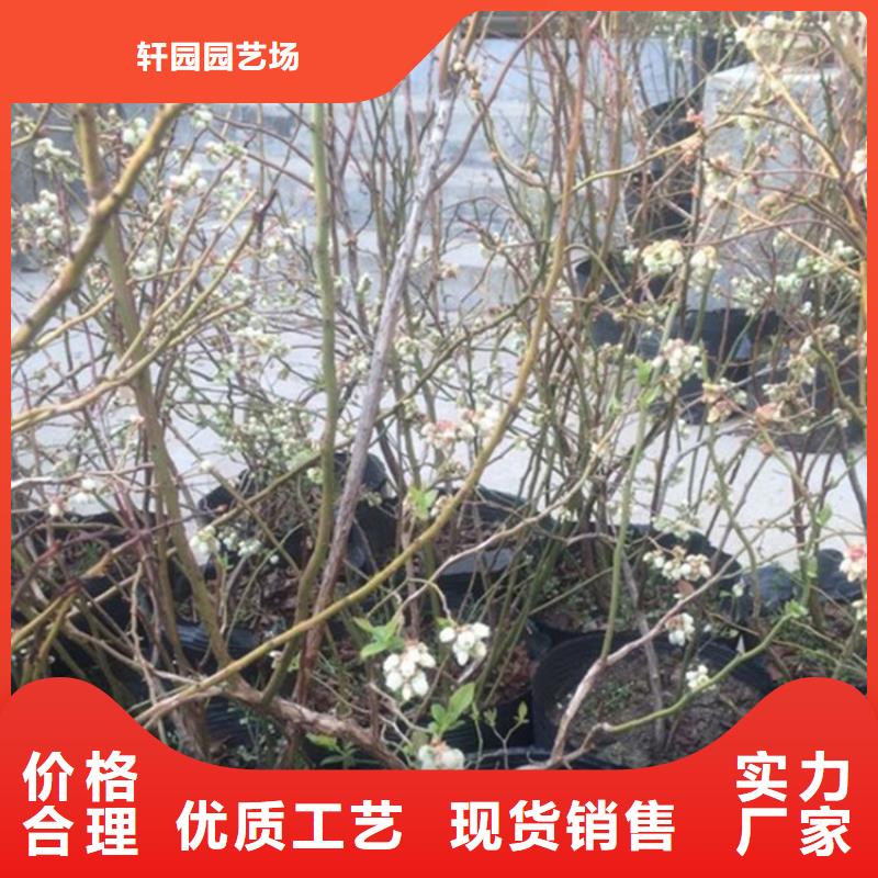 【蓝莓苗】樱桃苗采购